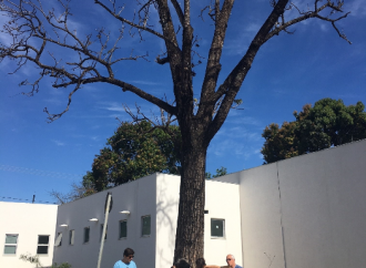 Ritual para salvar um cedro centenário cujo tronco foi covardemente queimado