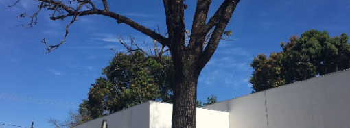 Ritual para salvar um cedro centenário cujo tronco foi covardemente queimado