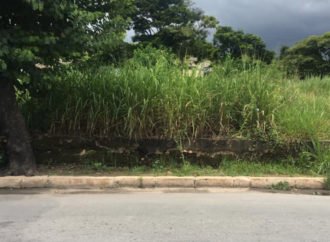Bairro da Ponte pede socorro:  o mato já tomou conta e o trânsito está caótico