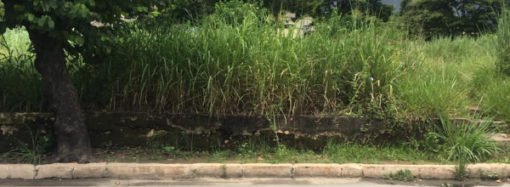 Bairro da Ponte pede socorro:  o mato já tomou conta e o trânsito está caótico